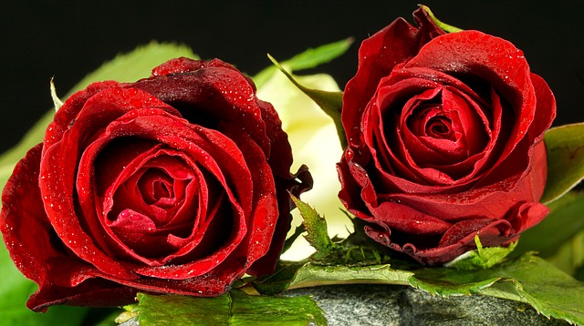 Poklonite cveće prema horoskopskom znaku: Odaberite pravi cvet za nju po Zodijaku! Poklonite cveće prema horoskopskom znaku: Odaberite pravi cvet za nju po Zodijaku!